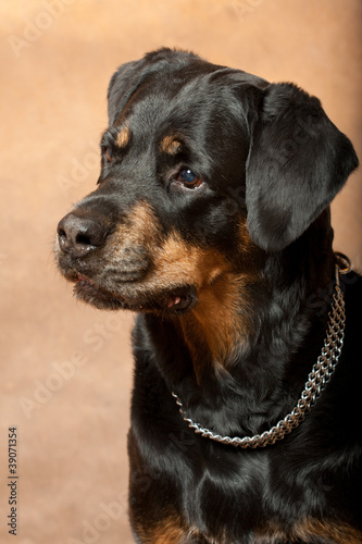 portrait of a purebred rottweiler in studio.