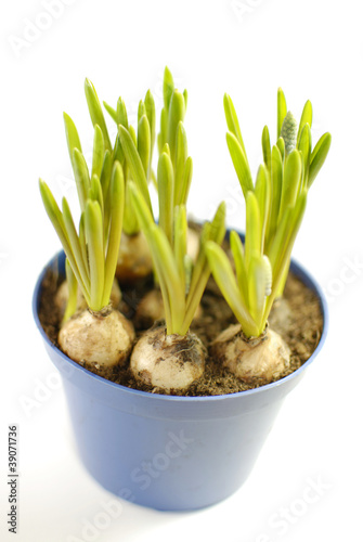 Young Hyacinths with Bulbs Isolated on White