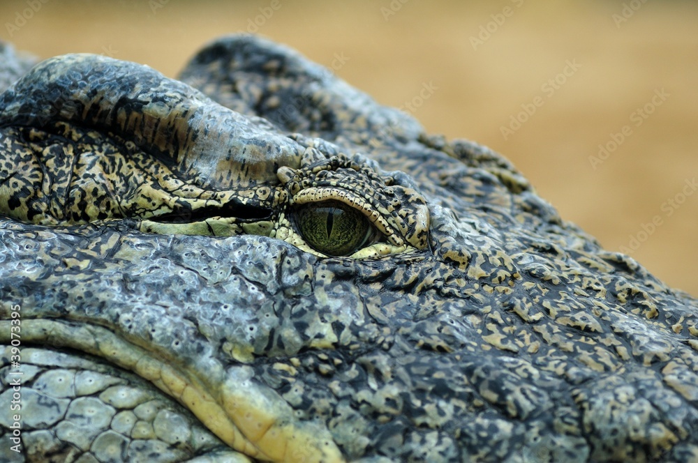 Fototapeta premium Mr. Croc