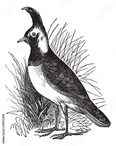 Southern Lapwing or Vanellus chilensis, vintage engraving