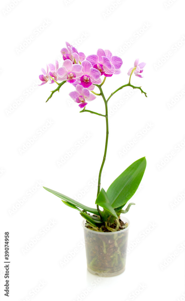 blooming orchid on a white background blooming orchid on a white background