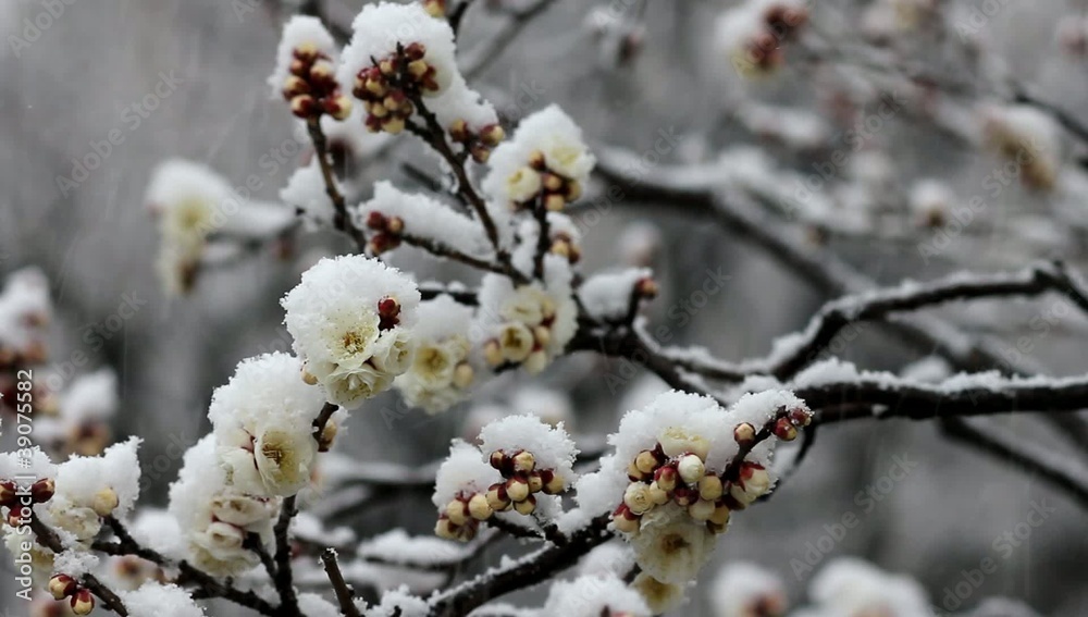 ウメと雪 ウメと雪