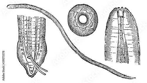 Spiruroid Worm or Spirocerca lupi, vintage engraving