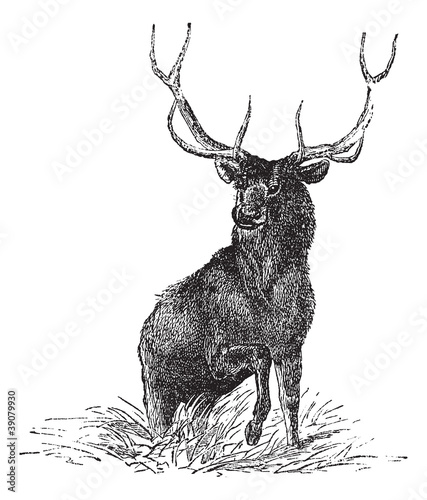 Elk or Wapiti or Cervus canadensis, vintage engraving