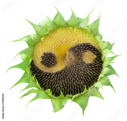 sunflower with the symbol of yin-yang