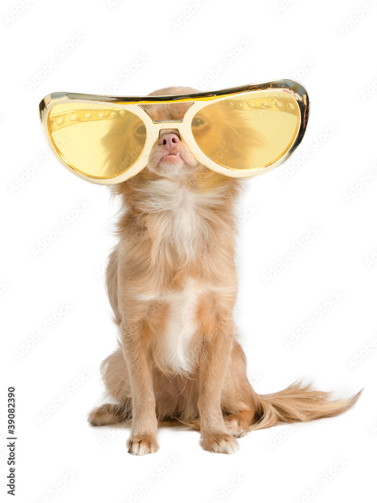 Dog with huge glasses