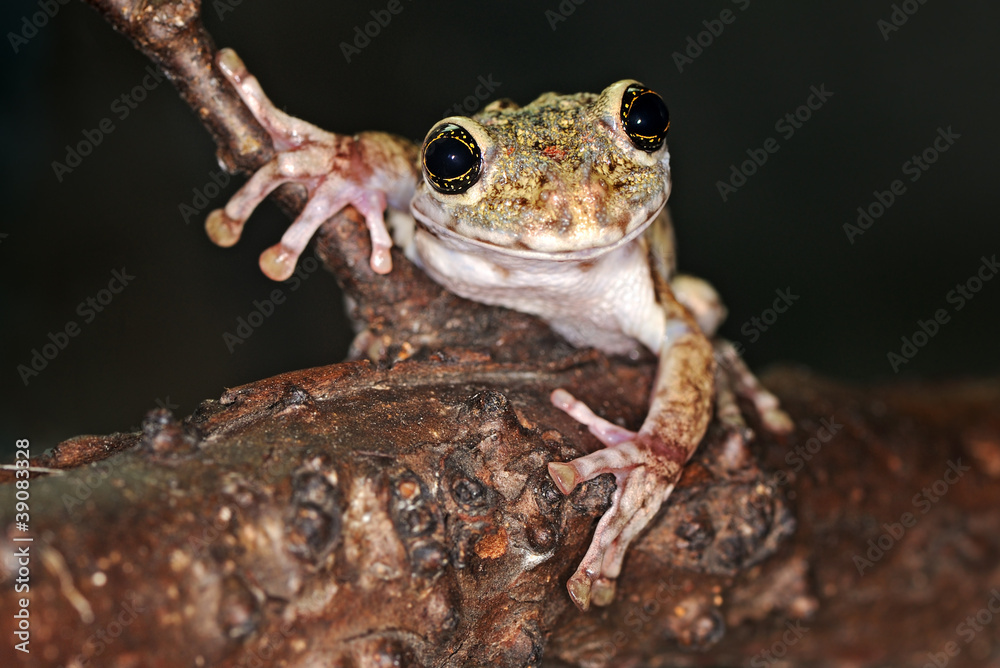 Fototapeta premium Arboreal frog