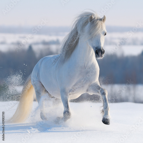 Obraz na plátně Galloping white horse