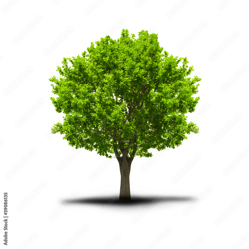 Obraz premium green free tree