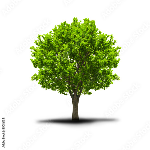 green free tree photo