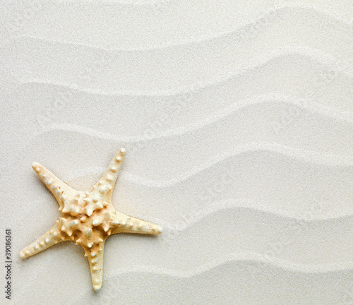 sand background with shells and starfish