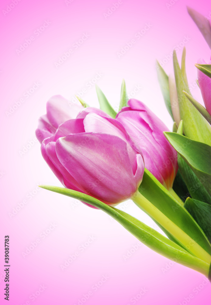 pink tulips