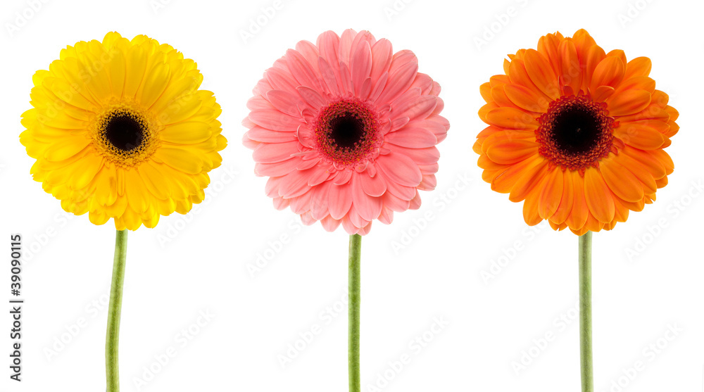 Sammlung Gerbera Daisy