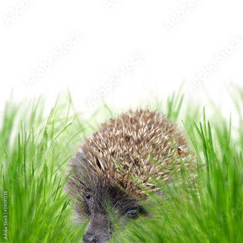 Hedgehog on grass © Lukas Gojda