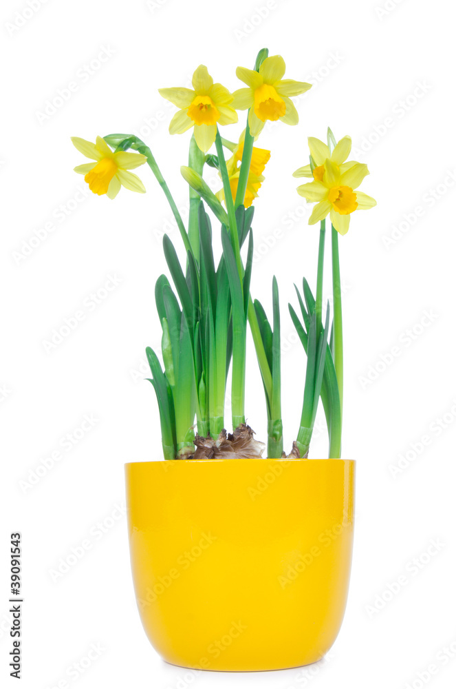 Beautiful Spring Narcissus Flowers Beautiful Spring Narcissus Flowers