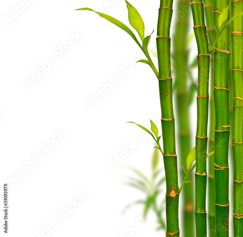 Young bamboo sprouds isolated on white background