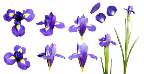 Papier peint photo Iris Collection d'iris aux teintes variées  © noeemi_fotolia