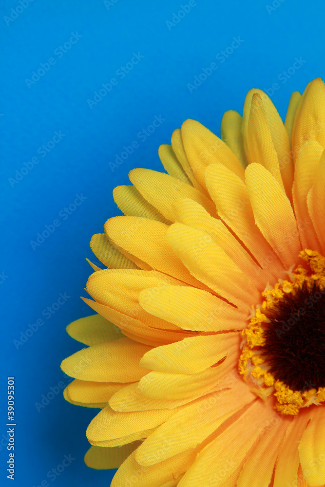 Fototapeta premium Beautiful daisy gerbera flower isolated on blue background