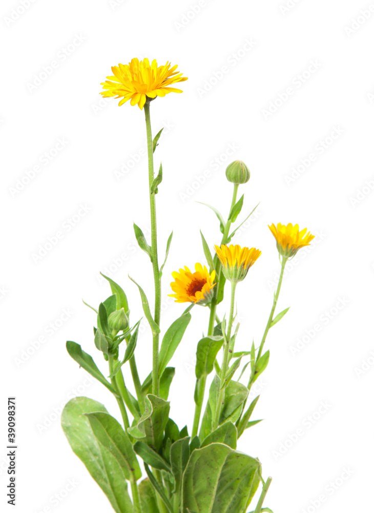 calendula, marigold calendula, marigold