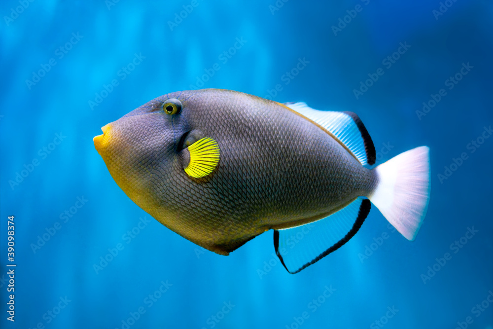 Fototapeta premium Photo of exclusive Triggerfish