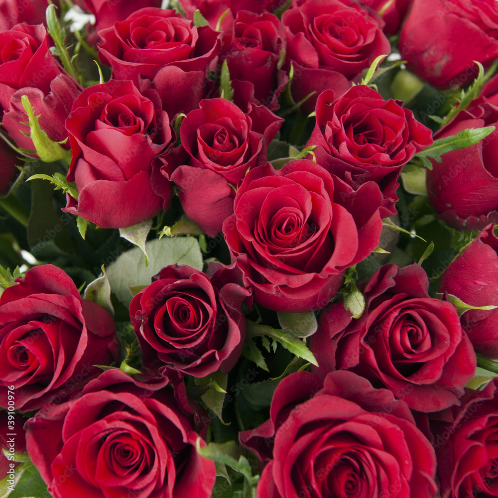 Red Roses Red Roses