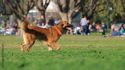 Man and dog playing in the park. Slow motion