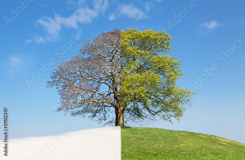 Collage tree summer vs. winter
