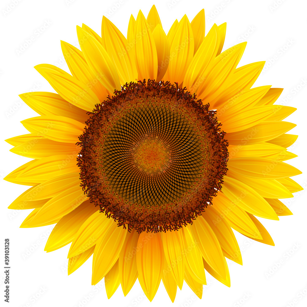Naklejka premium Słonecznik wektor.