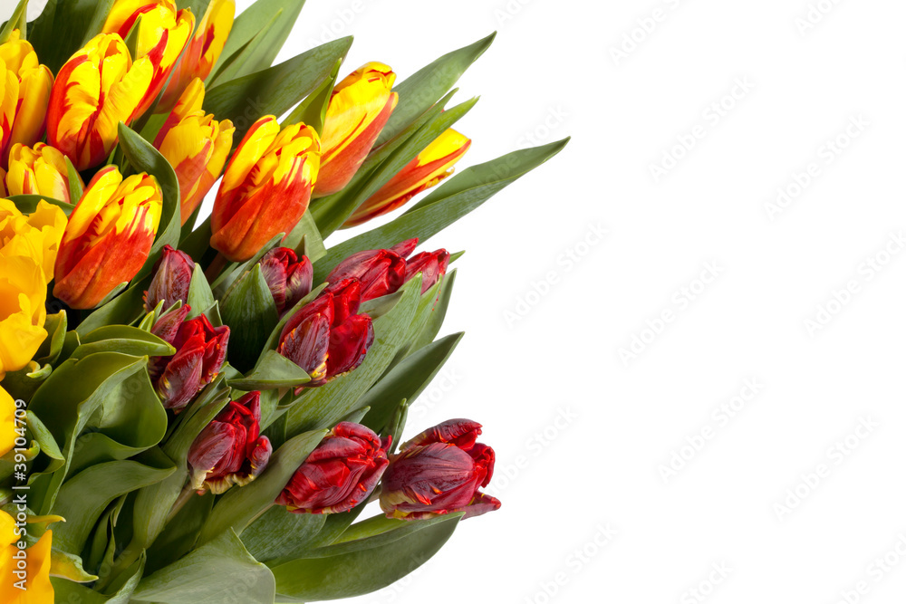 Tulips Bouquet isolated on white Tulips Bouquet isolated on white