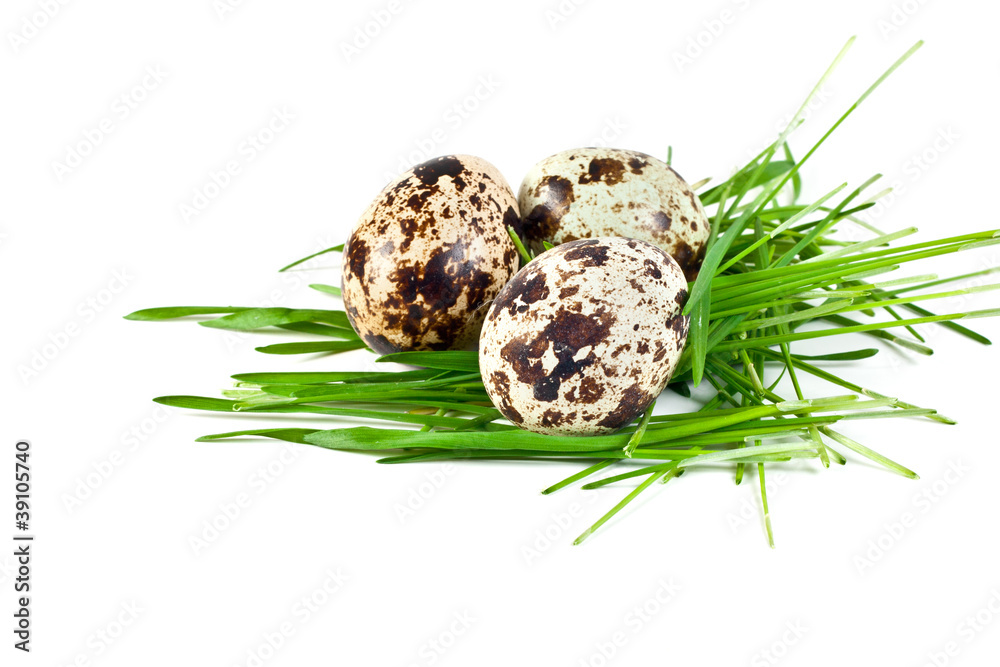 Obraz premium quail eggs