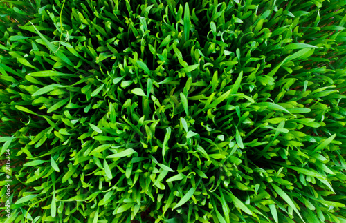 Green lawn