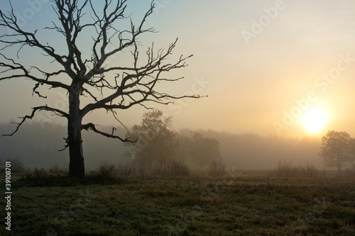 Foggy morning with tree