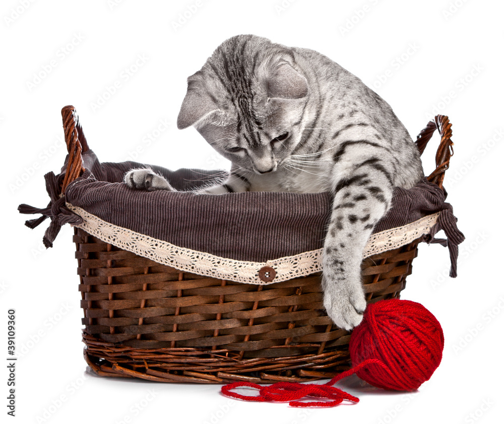 Obraz premium Cute cat in basket playing with a red ball of yarn