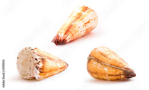 sea shell - grouping