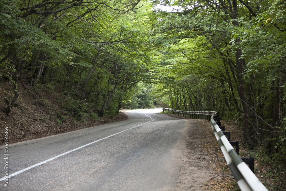 road through the forest road through the forest