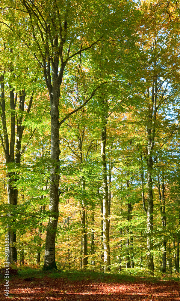 Obraz premium autumn beech forest