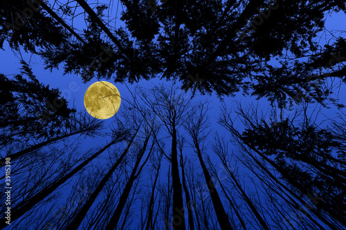 night forest with trees silhouettes on blue night sky