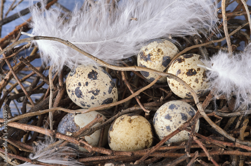 Obraz premium Happy Easter!