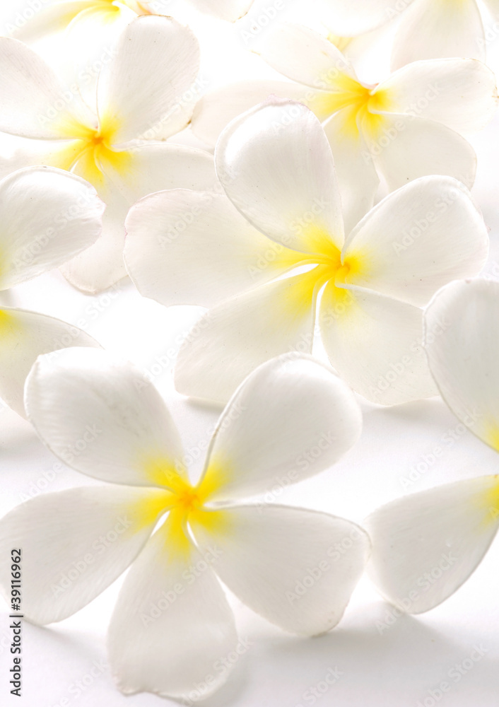 White Frangipani Flowers White Frangipani Flowers