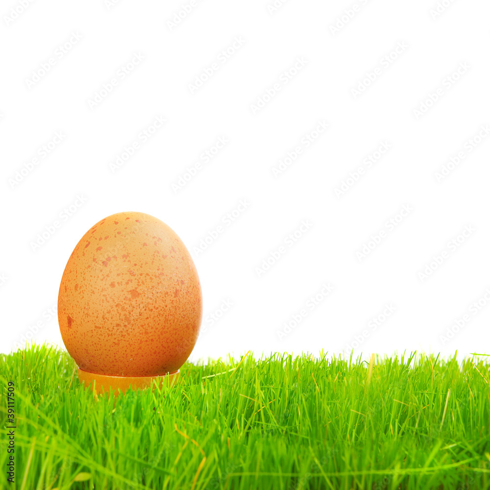 The hen egg in fresh spring grass. The hen egg in fresh spring grass.