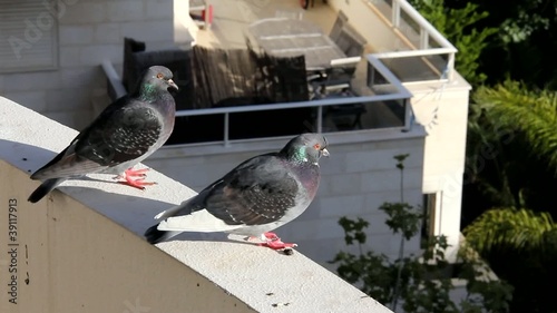 The urban problem - the pigeons on the balconies of building