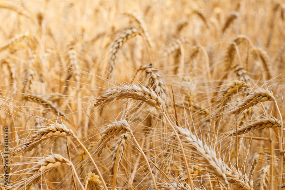 Fields of wheat at the end of summer fully ripe Fields of wheat at the end of summer fully ripe