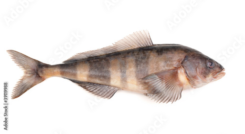 greenling  isolated on white background photo