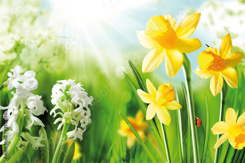 Fototapeta Naklejka Na Ścianę i Meble -  Cheerful Spring Bulbs