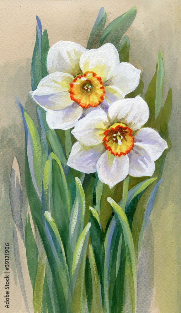 Obraz premium Two Narcissus