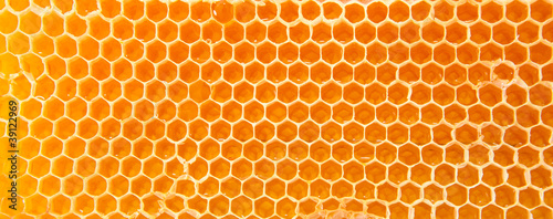 Beer honey in honeycombs.