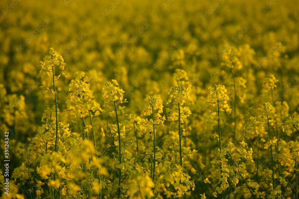 Rapeseed