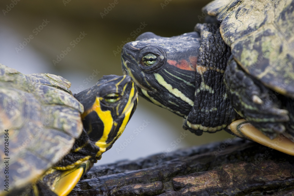 Fototapeta premium Trachemys scripta elegans - Red-Eared Sliders
