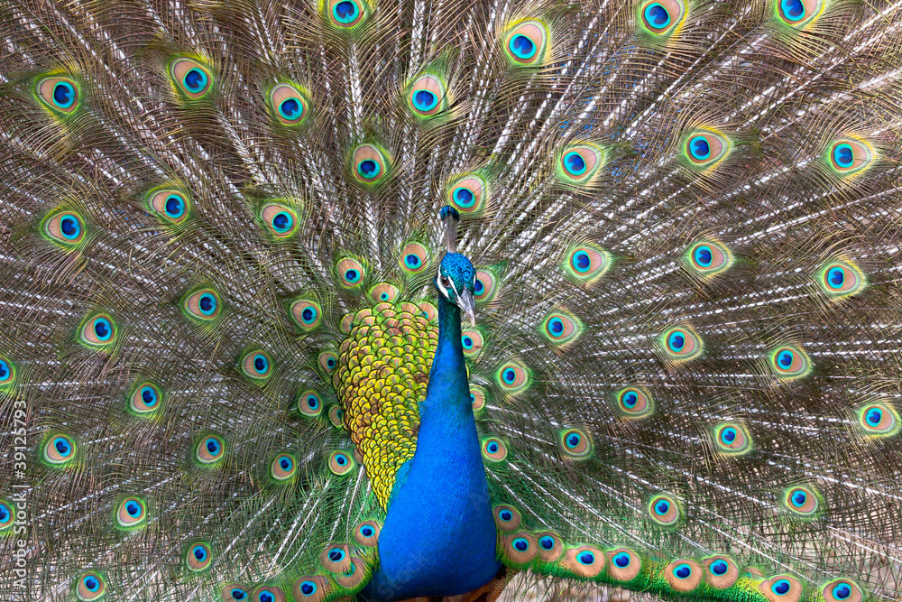 Fototapeta premium Peacock displaying his colorful feathered tail