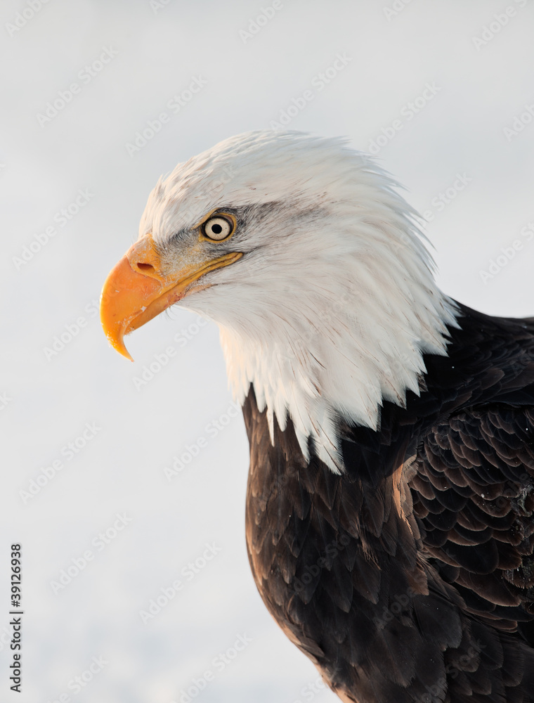 Close up Portrait of a Bald Eagle Close up Portrait of a Bald Eagle